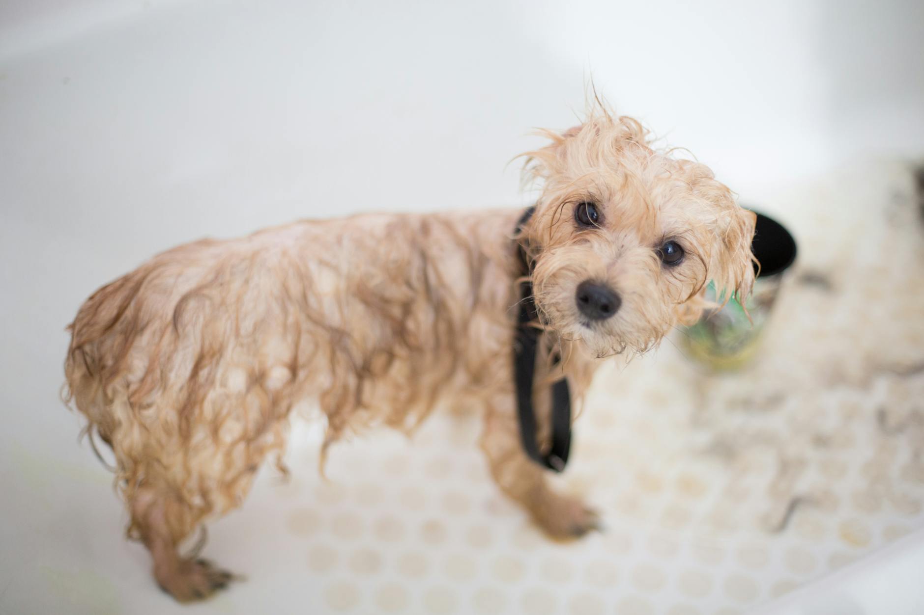 Services cream toy poodle puppy in bathtub