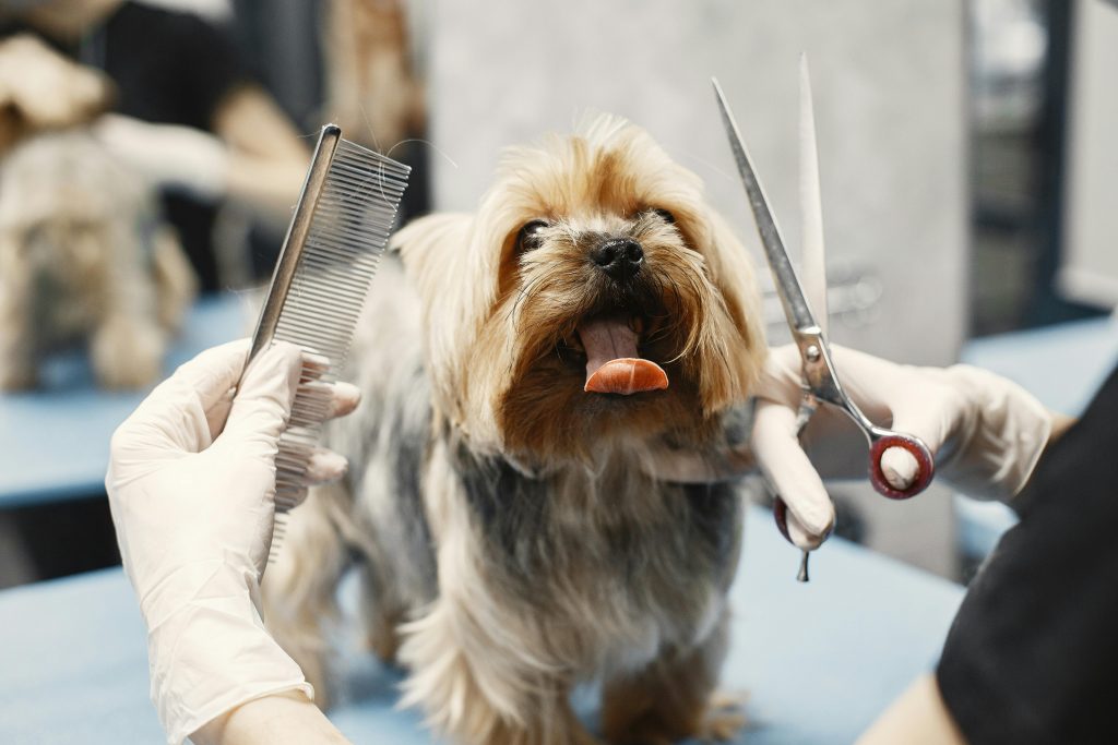 pexels photo 6816860 6816860 Yorkshire Terrier getting groomed at a pet salon with scissors and comb.