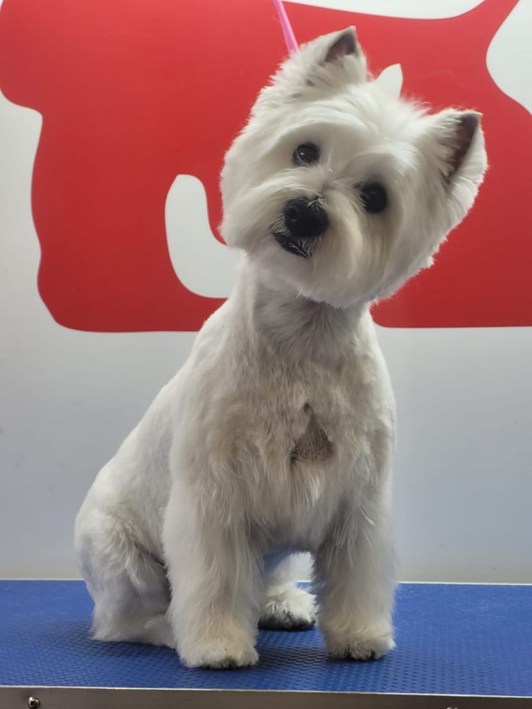 Corte Exposición Westie Corte Exposición Westie peluqueria canina domicilio