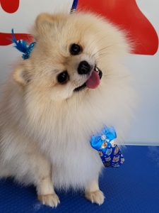 Baño secado pomerania a domicilio adornos