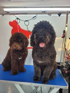 Perro de Aguas Español PDAE baño y arreglo