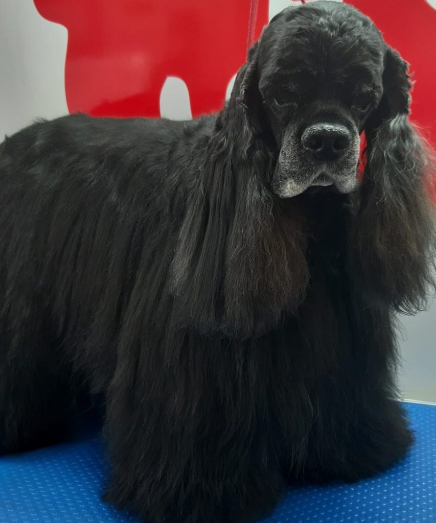 Cocker Americano Corte peluqueria canina movil