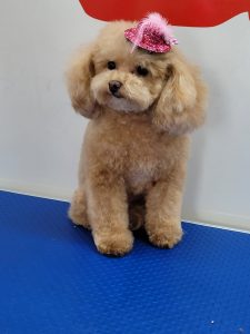 ¿Cada cuánto hay que llevar a un perro a la peluquería? Caniche Baño Corte a domicilio peluqueria canina pozuelo