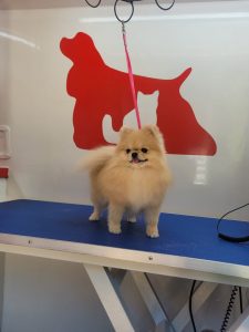 Pomerania mini baño secado canela peluqueria a domicilio