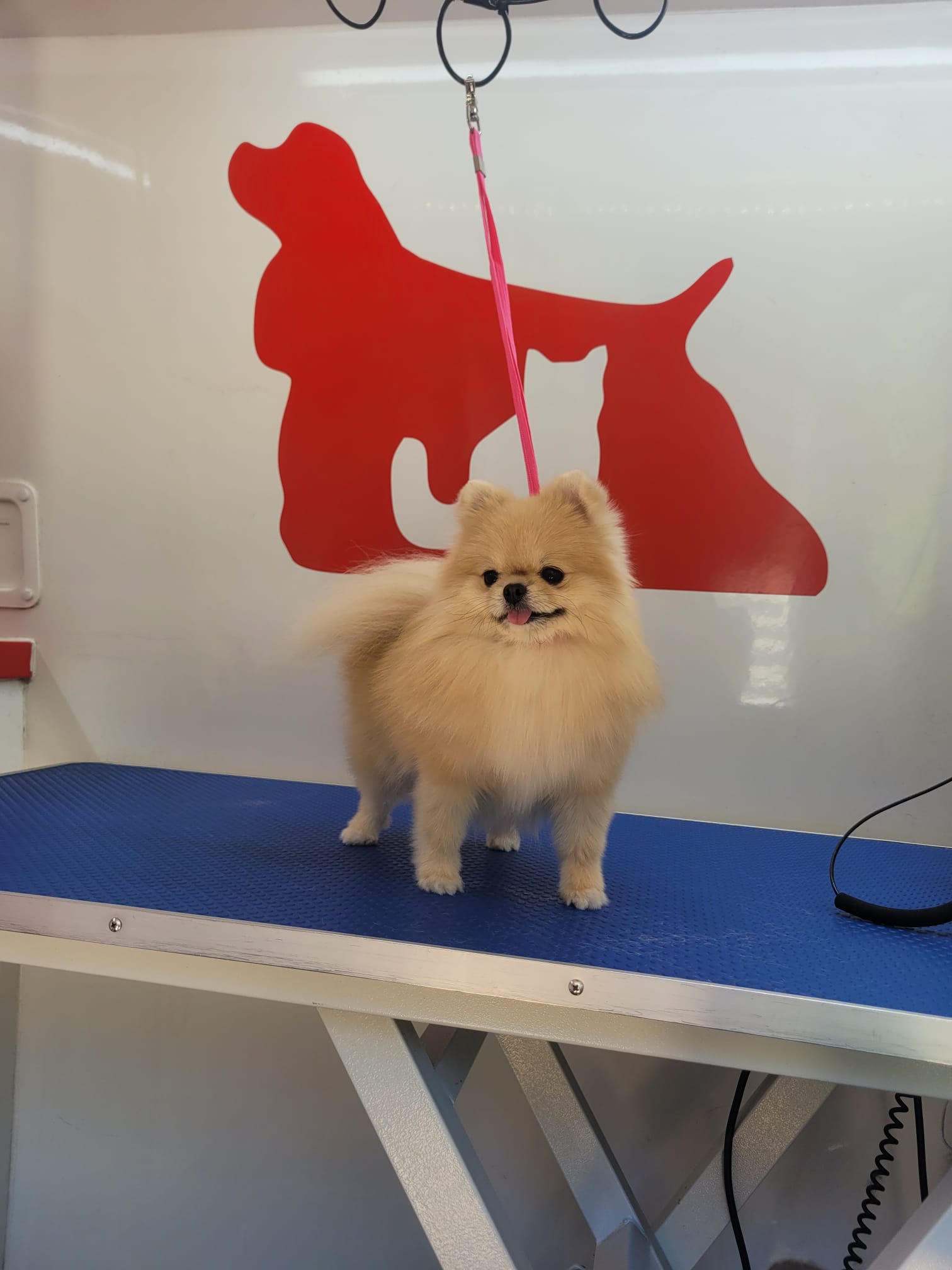 Pomerania mini baño secado canela peluqueria a domicilio