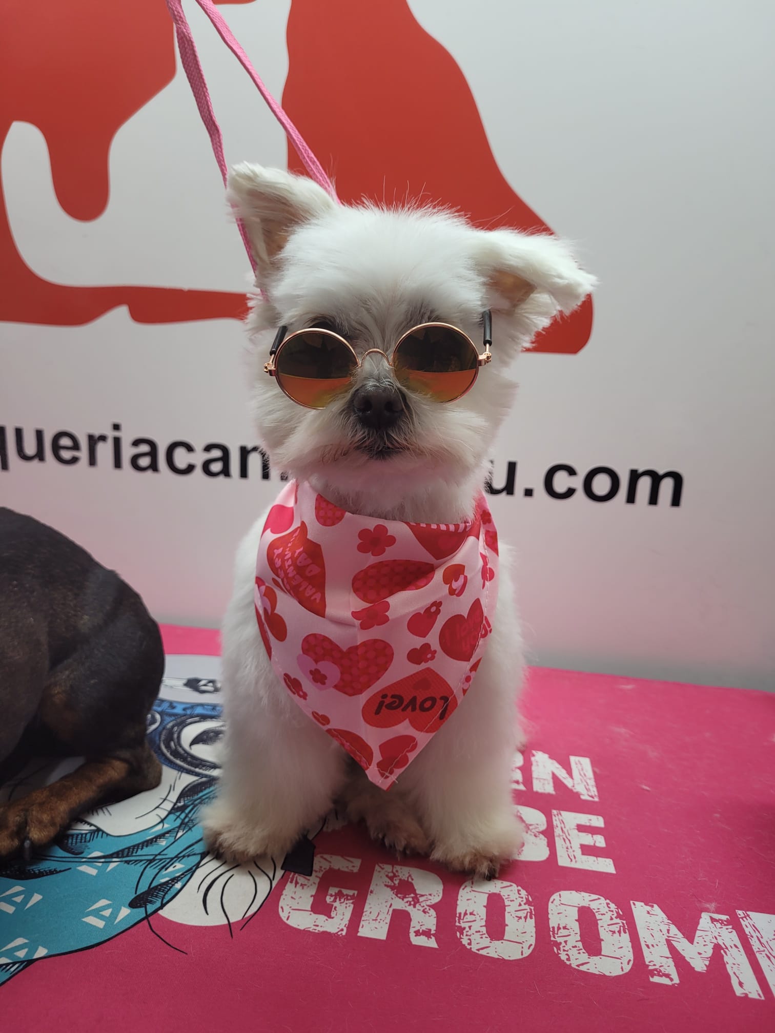 Baño y corte maltes cachorro peluqueria canina a domicilio