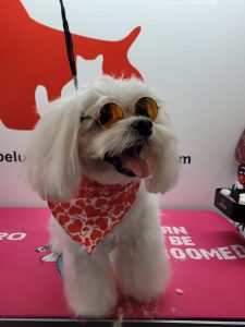 Maltes con gafas baño y corte a domicilio