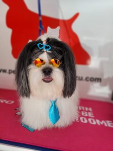shitzu baño y corte peluqueria canina a domicilio
