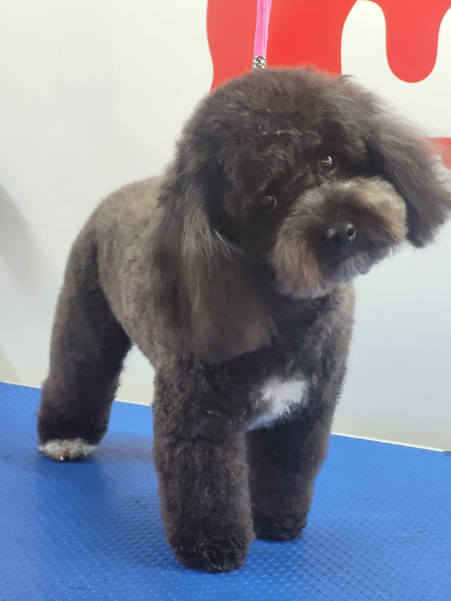 Perro de aguas baño y corte exposición