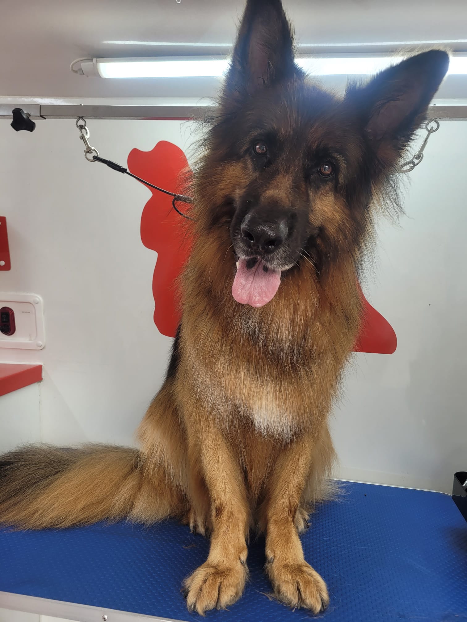 Pastor Alemán baño secado a domicilio peluqueria canina