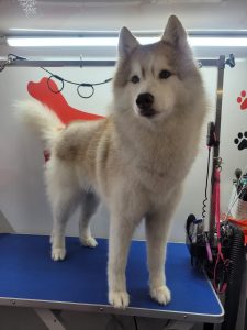 Huski Baño y Secado deslanado peluqueria a domicilio