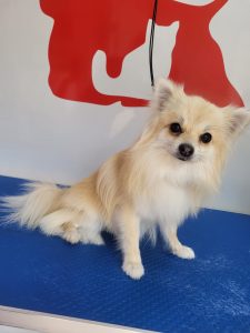 spitz baño y secado arreglo peluqueria canina
