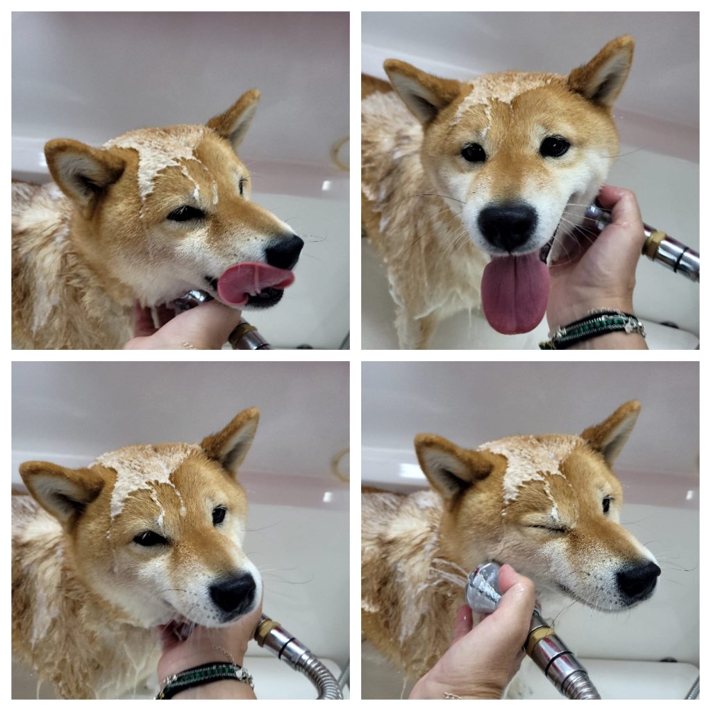 baño perro peluquería canina shiba pozuelo