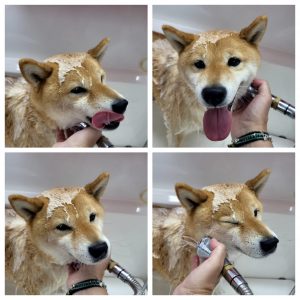 Shiba baño conjunto fotos baño perro peluquería canina shiba pozuelo