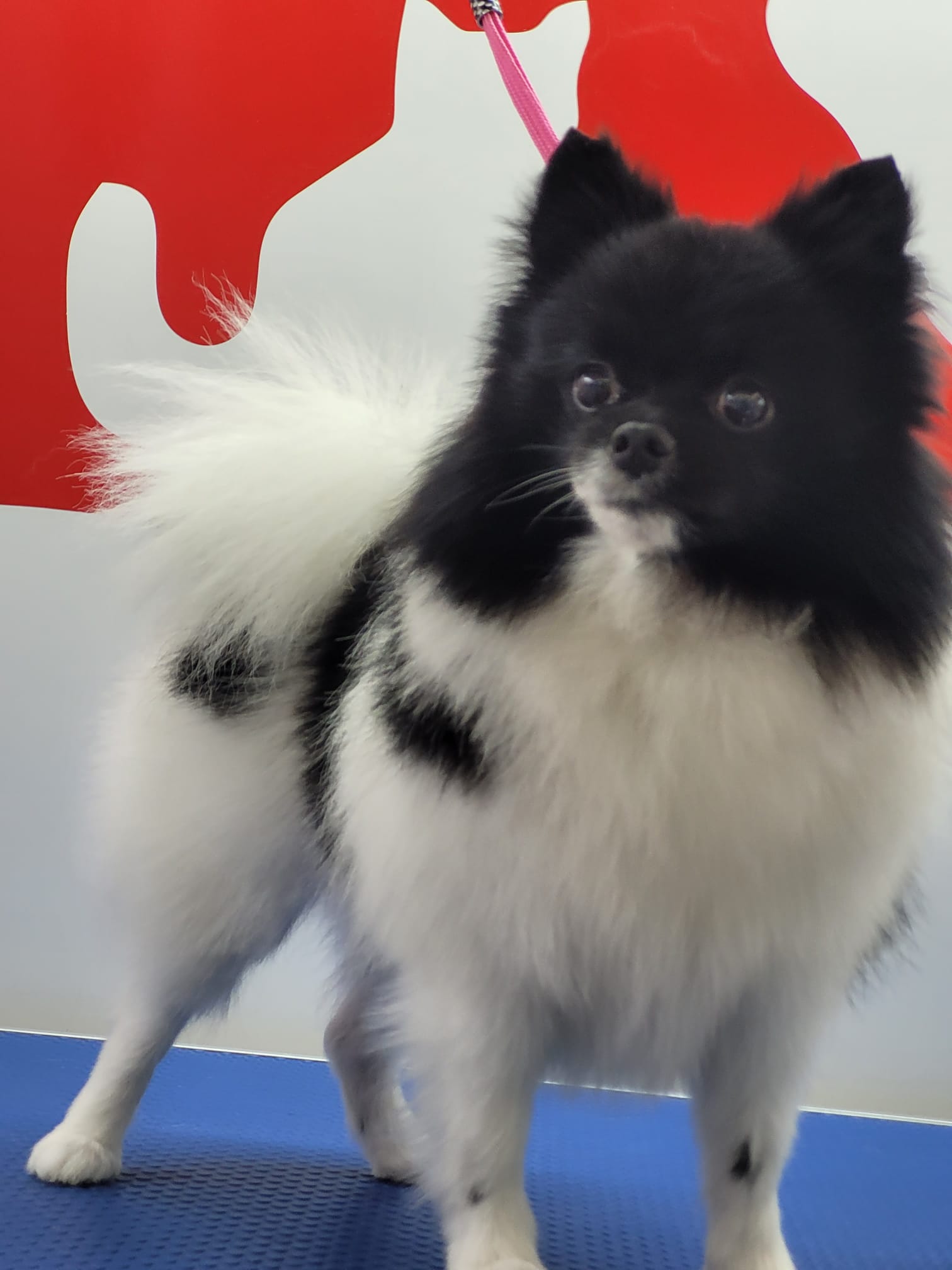 Pomerania Varios Colores