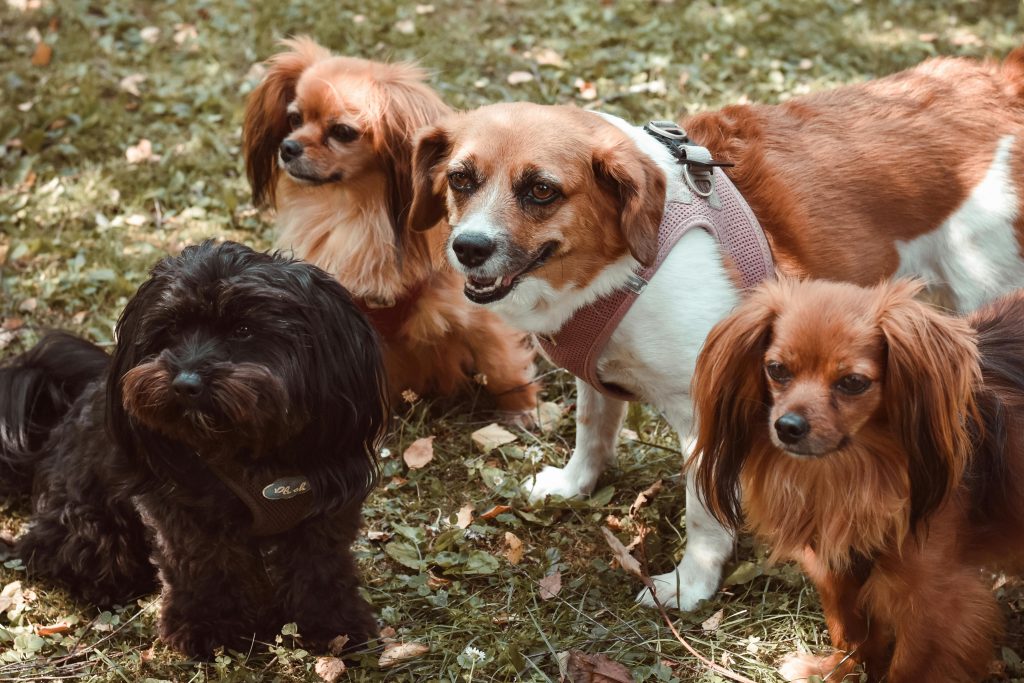 pexels photo 12983201 12983201 Four adorable dogs, including a Black Bolonka and Papillon, sitting on grass in an autumn setting.